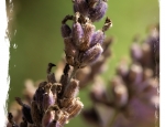 verblühter Lavendel