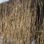 Frühling_2020_Burbacher_WW-_-001