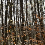 Frühling_2020_Burbacher_WW-_-004