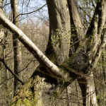 Frühling_2020_Burbacher_WW-_-006