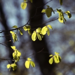 Frühling_2020_Burbacher_WW-_-007