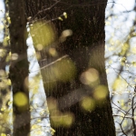 Frühling_2020_Burbacher_WW-_-008