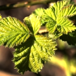 Frühling_2020_Burbacher_WW-_-009