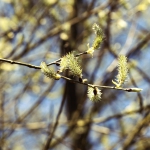 Frühling_2020_Burbacher_WW-_-010