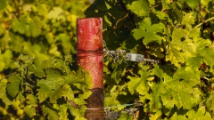 DiePfalz_120