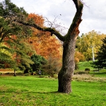 DSC5429_HDR_DFG_Herbst_2020