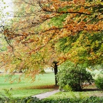 DSC5474_HDR_DFG_Herbst_2020