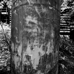 DSC2832sw