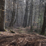 Wald, Weg, tiefe Rinnen, Frühjahr Wald, Frühjahr