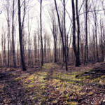 Wald, Frühjahr,
Burbacher Wald,