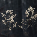 rosa Blüten, Nahbereich