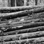 Holzstapel, Frühjahr Holzstapel, Wald, Frühjahr