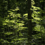 Wald, junge Blätter, Sonnenlicht Wald, Grün wird mächtig