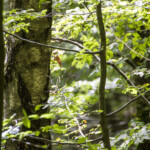 Wald, Blääter, grün, Sonnenlicht