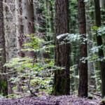 Wald, Stämmen, Blätter, Frühling