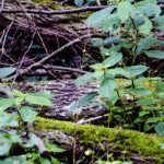 Wald, altholz, Moos, Triebe, Leben, Grün