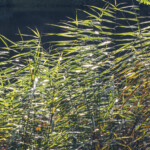 Burbacher Weiher Gräser im Wind