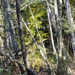 Ästechaos, Sommer, Wld