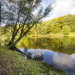 Spiegelung, Wasser, Sonne, Sommer Burbacher Waldweiher
