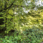 Wald, Sommer, Speigelungen