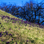 Niedergailbach NSG, Küchenschelle