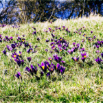 Niedergailbach Küchenschellen, NSG