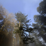 Vogesen,Dezember Baumwipfel im Wintersturm